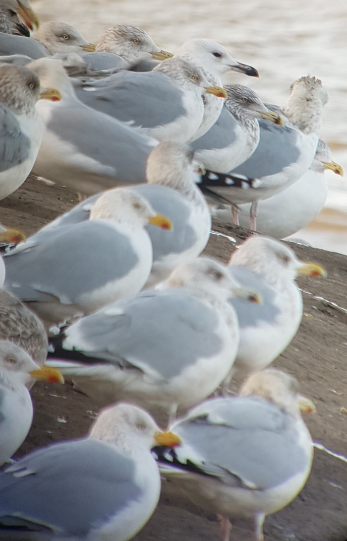 Caspian Gull