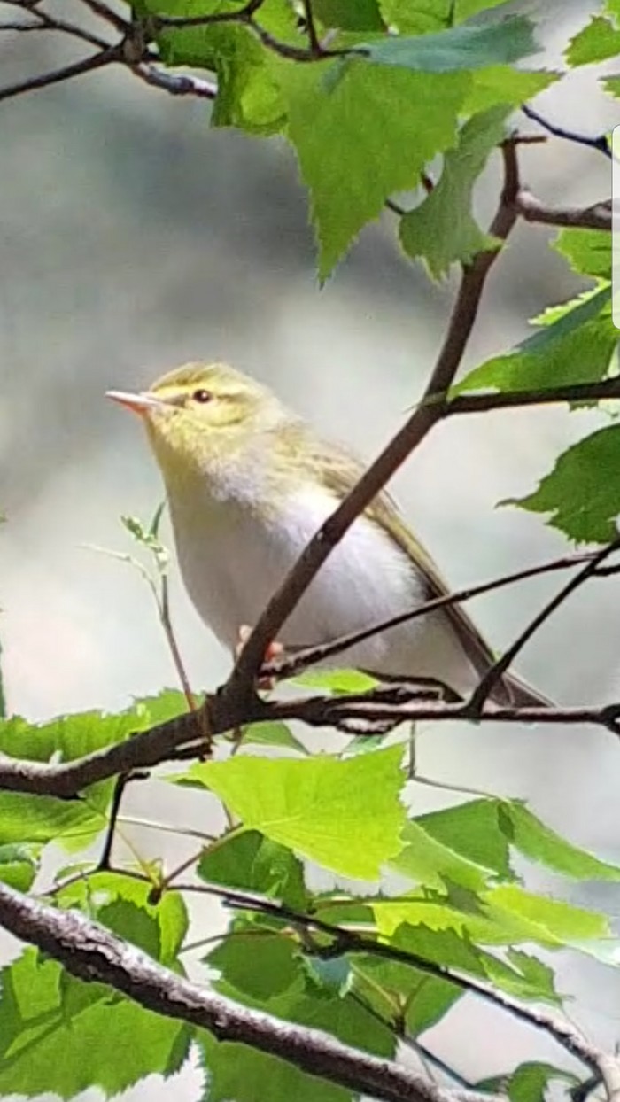 Wood Warbler