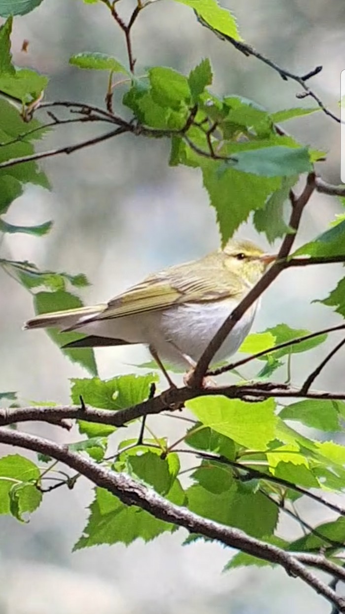 Wood Warbler