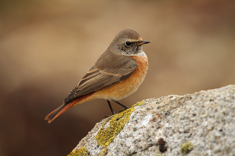Redstart