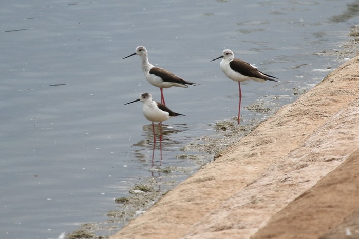 Black-winged Stilt