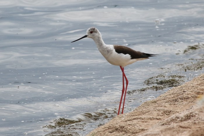 Black-winged Stilt