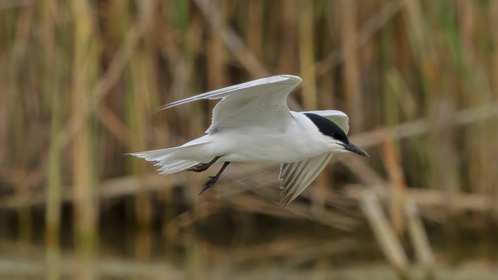 Gull-billed Tern