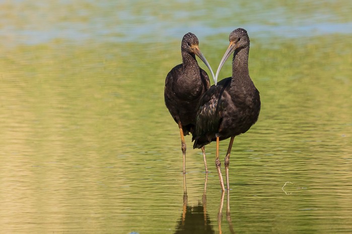 Glossy Ibis