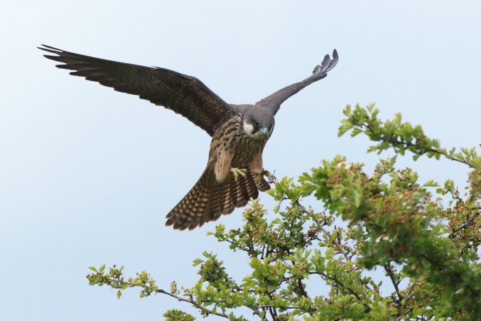 Eleonora's Falcon