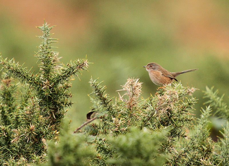 Dartford Warbler