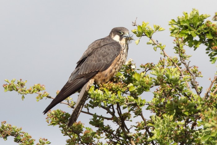 Eleonora's Falcon