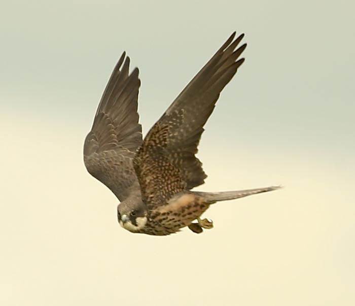 Eleonora's Falcon
