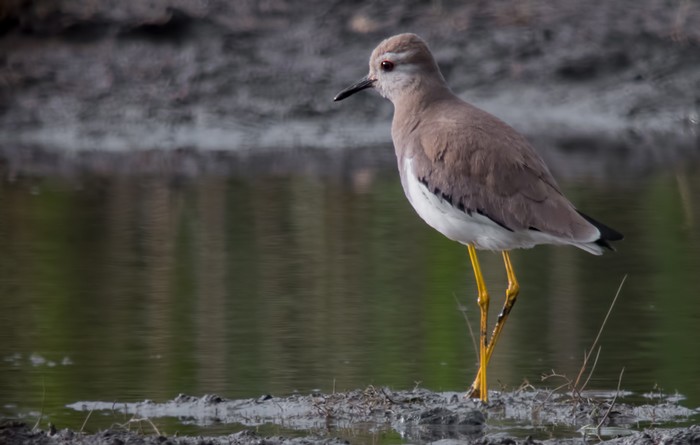 White-tailed Lapwing