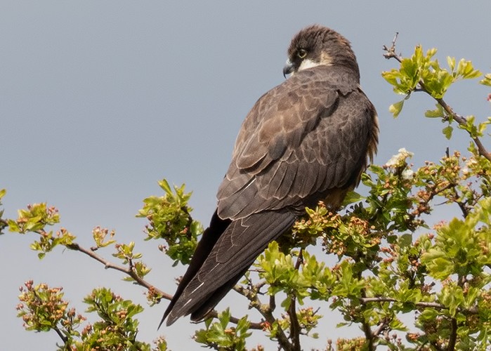 Eleonora's Falcon