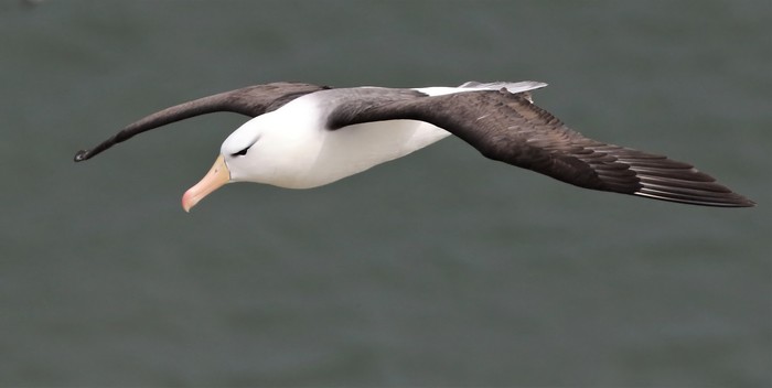 Black-browed Albatross