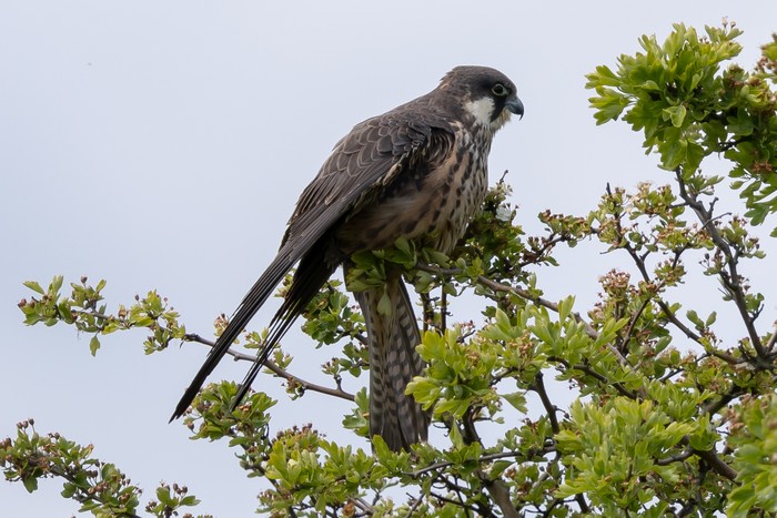 Eleonora's Falcon