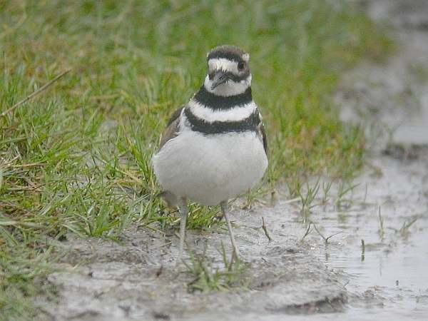 Killdeer