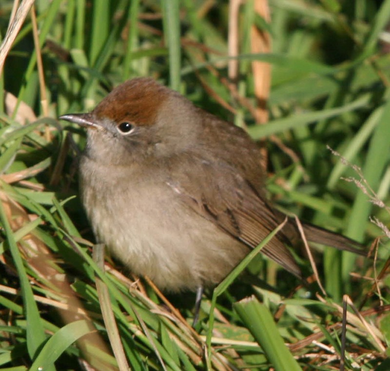Blackcap