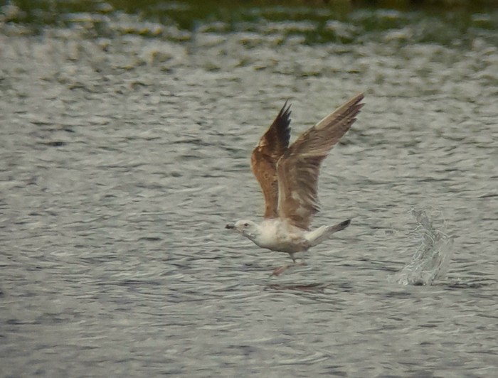 Lesser Black-backed Gull