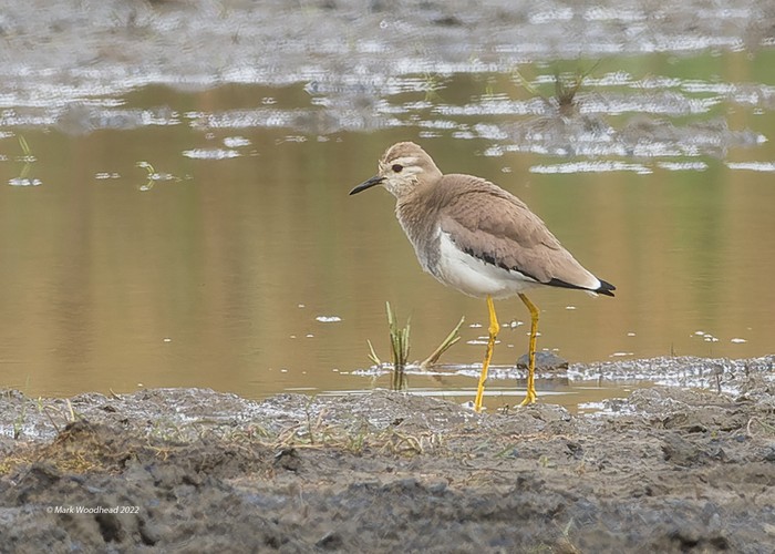 White-tailed Lapwing