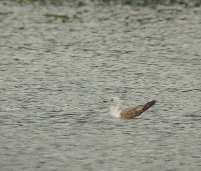 Lesser Black-backed Gull