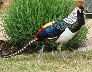 Lady Amherst's Pheasant