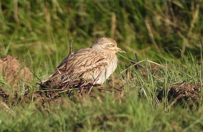 Stone Curlew
