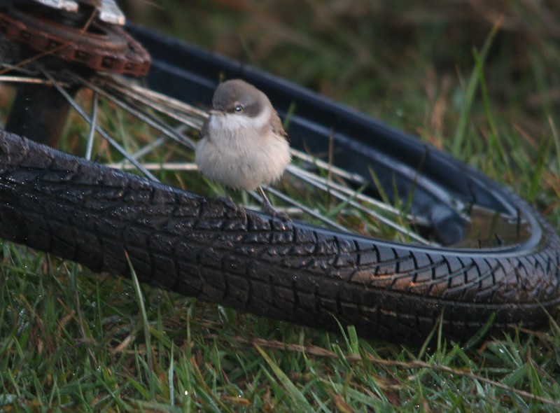 Lesser Whitethroat