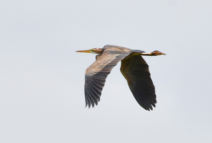 Purple Heron