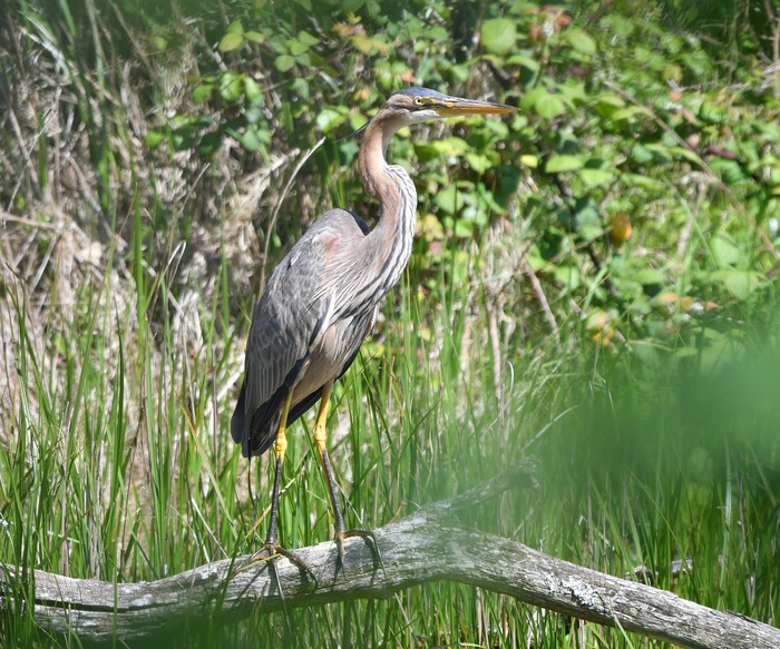 Purple Heron