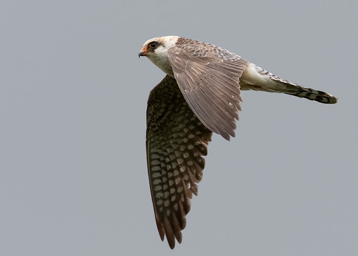 Red-footed Falcon