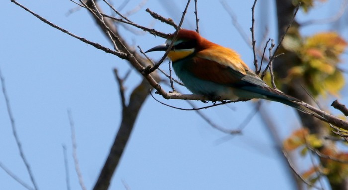 Bee-eater