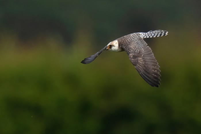 Red-footed Falcon