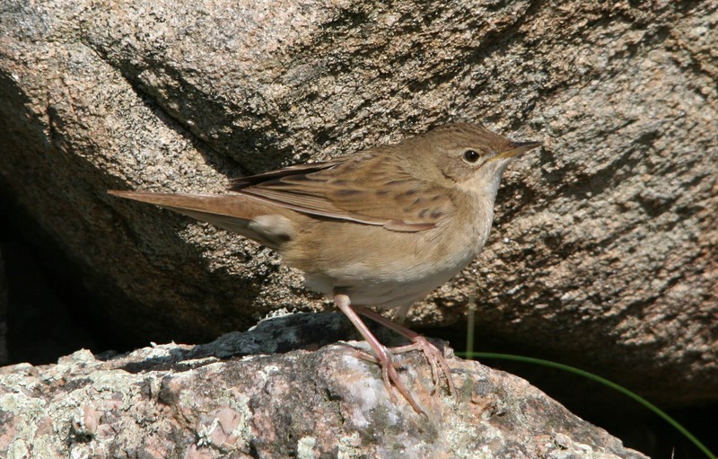Grasshopper Warbler