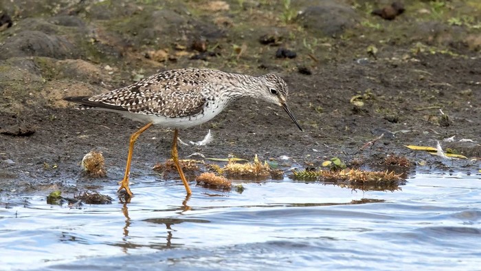 Lesser Yellowlegs