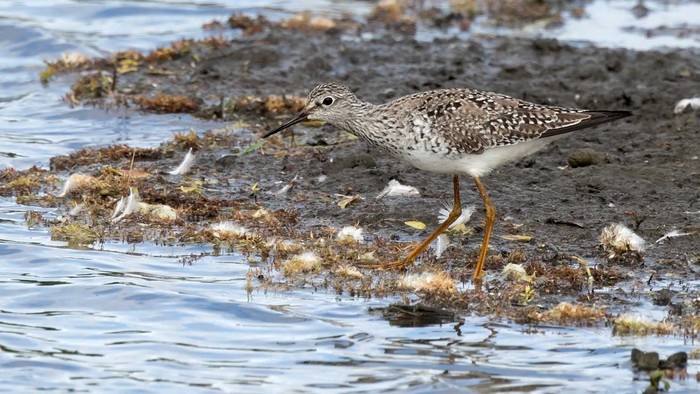 Lesser Yellowlegs