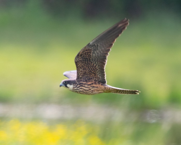 Eleonora's Falcon