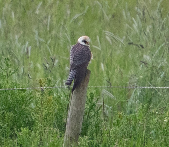 Red-footed Falcon