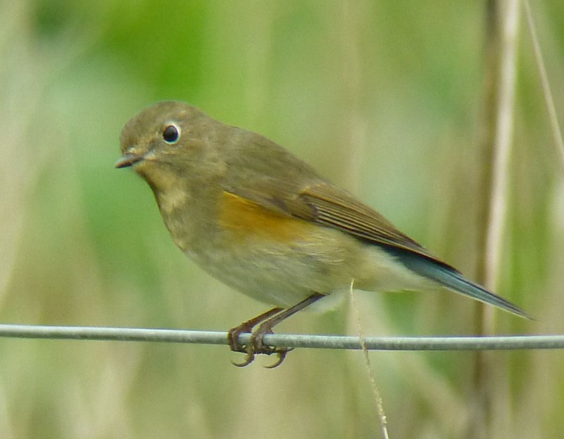 Red-flanked Bluetail