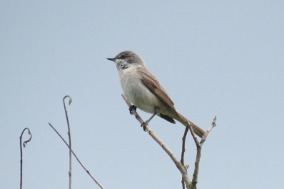 Lesser Whitethroat