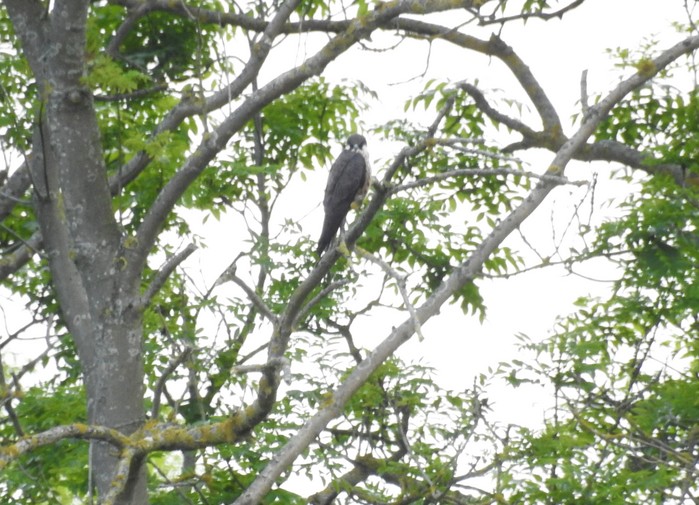 Eleonora's Falcon
