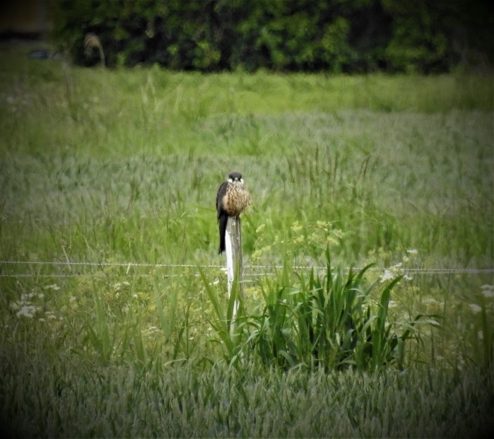 Eleonora's Falcon