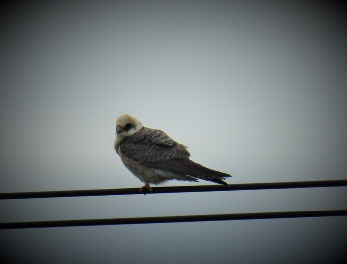 Red-footed Falcon