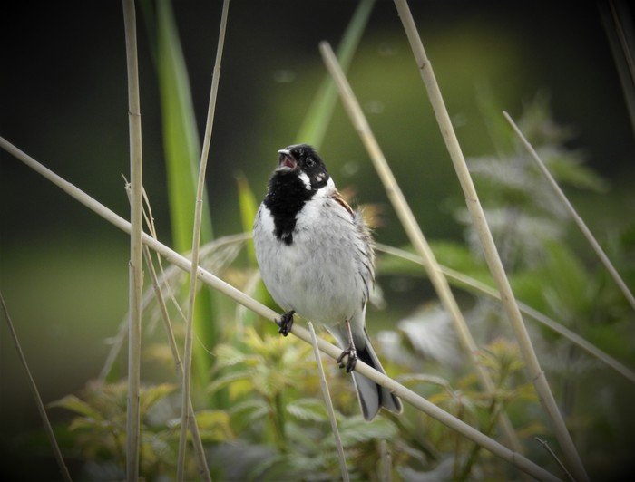 Reed Bunting