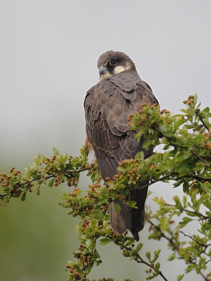 Eleonora's Falcon