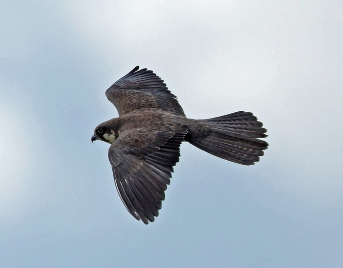 Eleonora's Falcon
