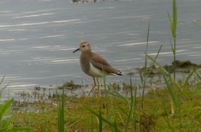 White-tailed Lapwing