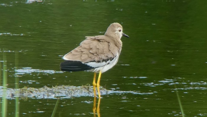 White-tailed Lapwing