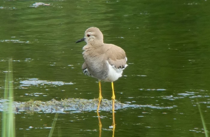 White-tailed Lapwing