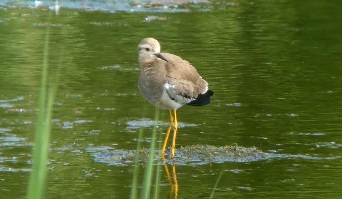 White-tailed Lapwing