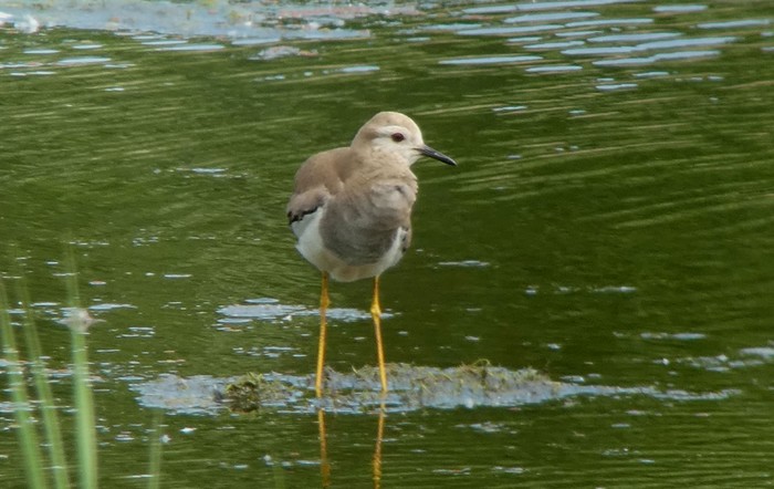 White-tailed Lapwing