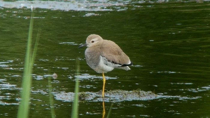 White-tailed Lapwing