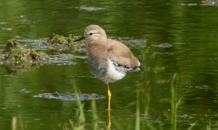 White-tailed Lapwing
