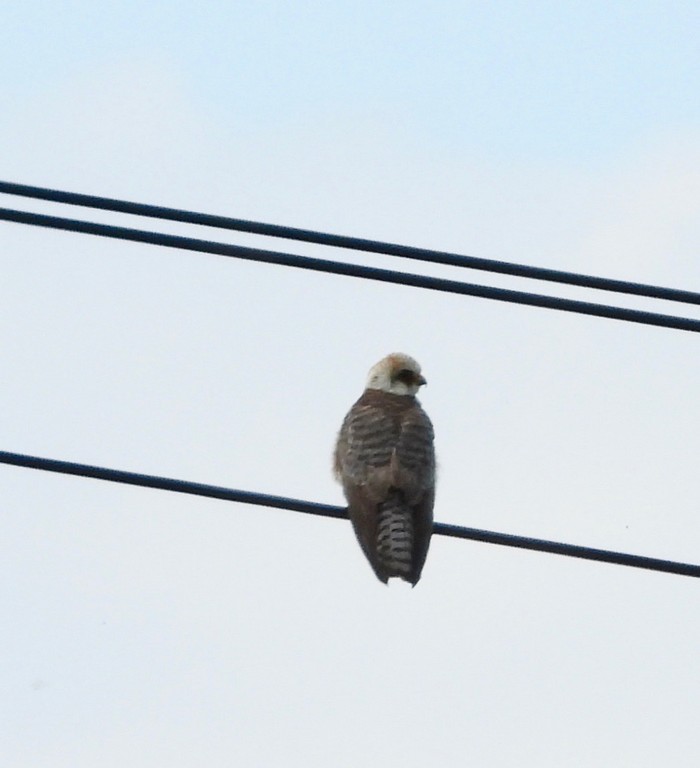 Red-footed Falcon